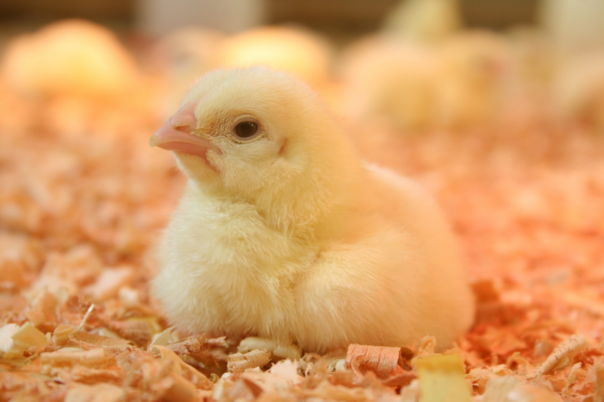 Early life factors important for broilers