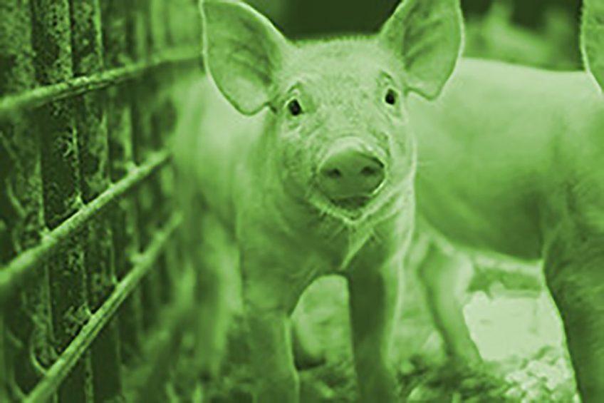 Stress might have various impact on the behaviour of young piglets: it can increase the occurrence of damaging behaviours between pen mates. Photo: Nuqo