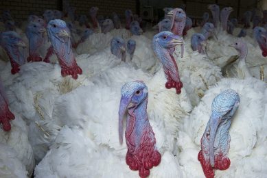 Growing problems with antibiotic resistance and increasing pressure from the general public have led to regulations which prohibit the use of growth promoters or antibiotics in turkeys. Photo: Marcel van Hoorn