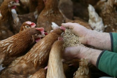 German egg producers: prices must rise because of drought