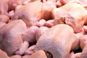 Iran plans to resume poultry exports