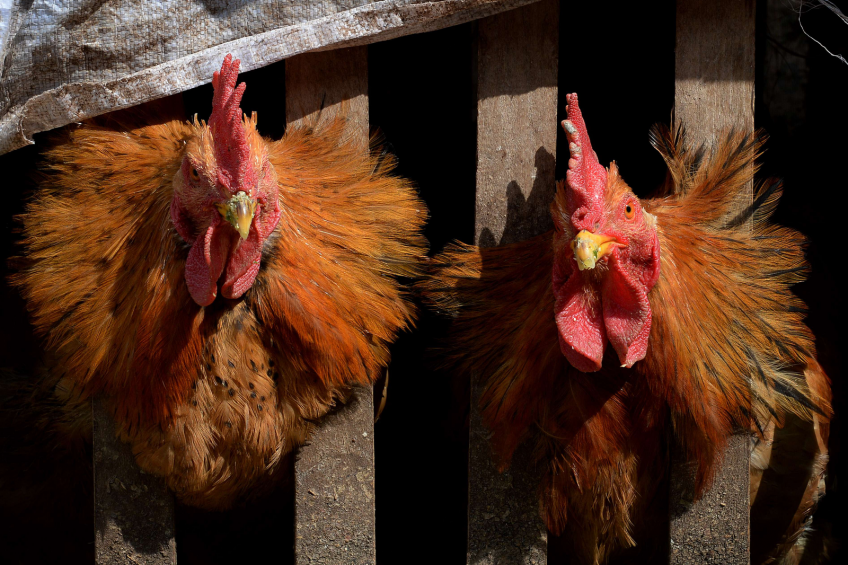 Colistin resistance found in Chinese poultry