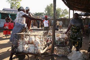 US program develops heat-tolerant chickens for Africa