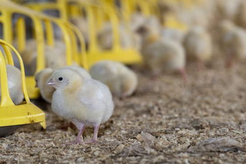 Agribusiness invests $3m in Rwandan poultry company. Photo: FLPA/REX/Shutterstock