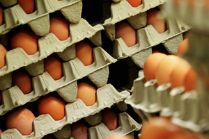 Eggs in crates