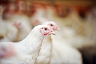 UK publishes data on poultry antibiotic usage