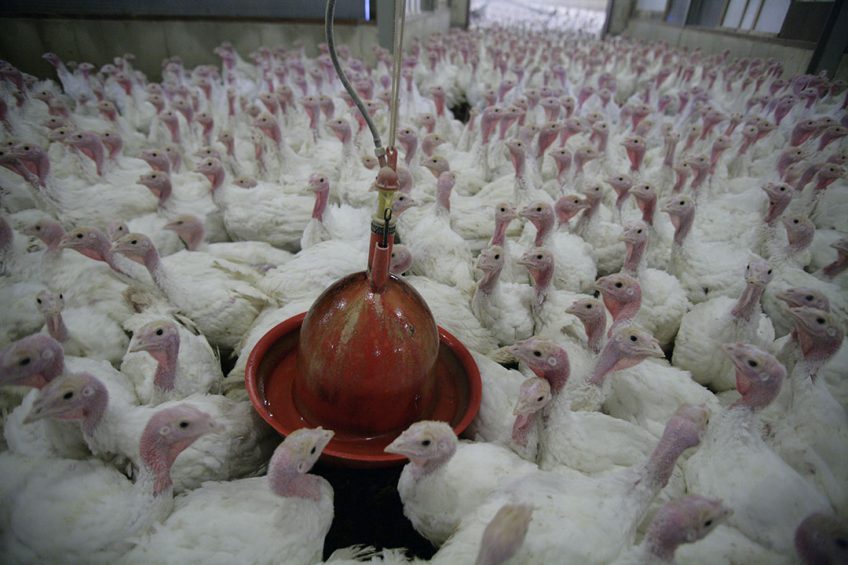 US figures show antibiotic use at 25mg/kg in chickens and 426mg/kg in turkeys, far more than in the UK. Photo: Koos Groenewold