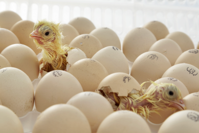 The beautiful mystery of hatching