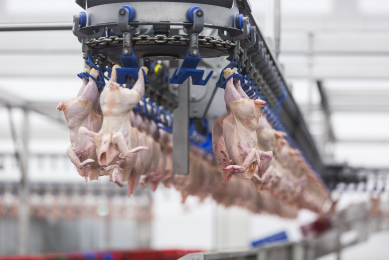 Ukrainian poultry approved for export to Saudi Arabia
