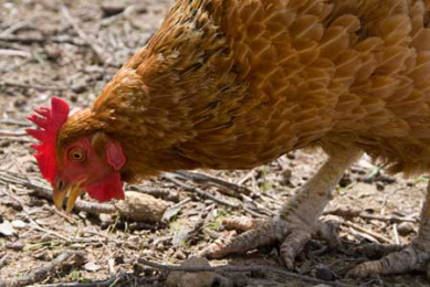 Europe may invest in Ukraine poultry feed production