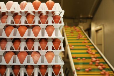 Both the egg sector and animal welfare organisations want a level playing field when it comes to welfare, environmental and food safety standards. Photo: Henk Riswick