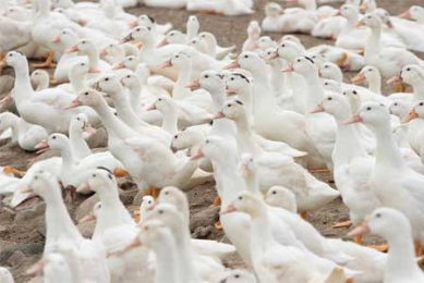 LPAI reported on Taiwanese duck farm