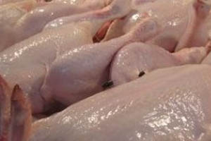 EU poultry output outshines beef and pigs