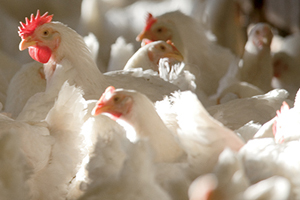 Research investigates cyanosis in male broiler chickens