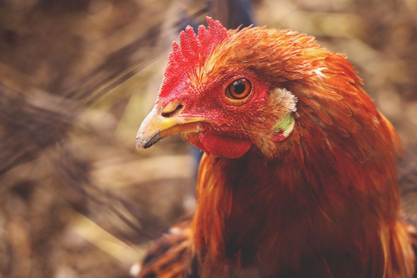 The poultry sector masterplan aims to stimulate local demand, boost exports, and protect the domestic chicken industry. Photo: Wirestock