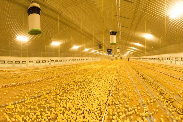 Future of technology in the poultry sector. Photo: Picasa