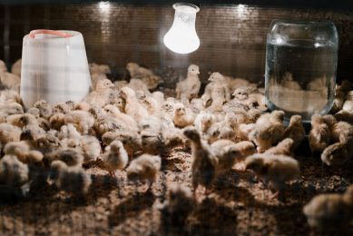 The Angolan government is investing in national poultry production as it seeks to diversify the economy. Photo: ArtHouse Studio