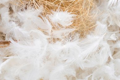 Millions of tonnes of chicken feathers are discarded annually. Photo: Freepik