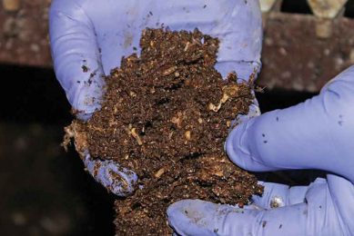 Using larvicide to kill maggots before they hatch into flies can be effective. Photo: Olivia Cooper