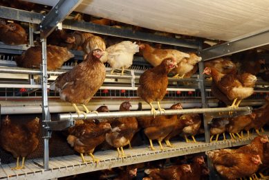 New RSPCA Assured welfare standards for hens now in force. Photo: Bert Jansen