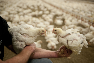 Disease-resistant poultry solution for virus issues
