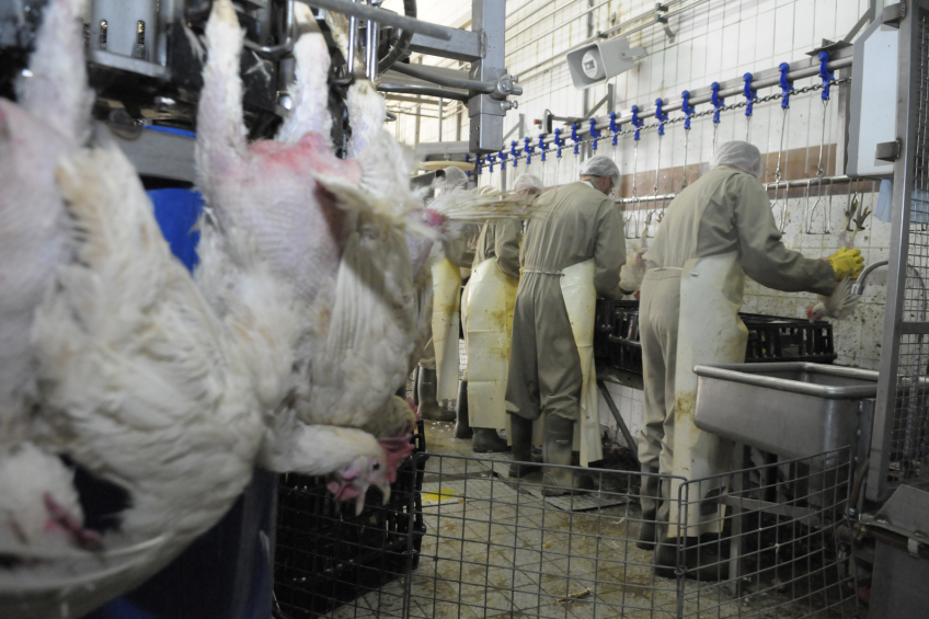 Program launched to protect US poultry workers
