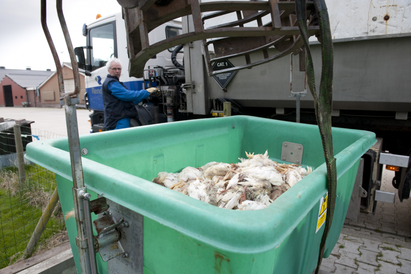 Mitigation of Salmonella associated with poultry carcasses is primarily accomplished by rendering or carcass composting.