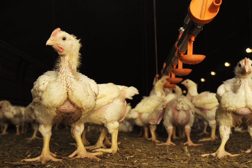 Fast growth and high breast yield linked to poor welfare - Poultry World
