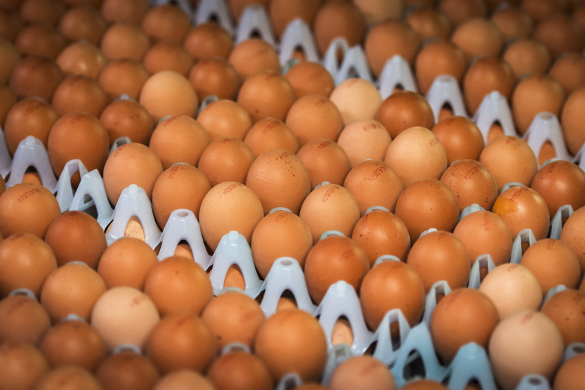 Ovostar Union launches egg exports to the EU