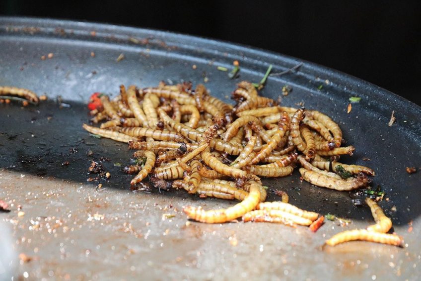 The team at the Department of Animal Science at the University of São Paulo concluded that mealworm is a promising protein ingredient for poultry diets. Photo: Katerinavulcova