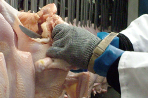 Musculoskeletal disorders high in US poultry plant workers