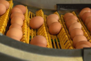 Integrated approach for maximum egg production