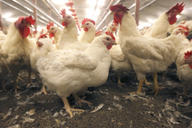 France imports and exports more chicken