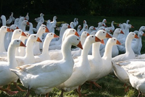 UK politicians served traditional goose for Michaelmas