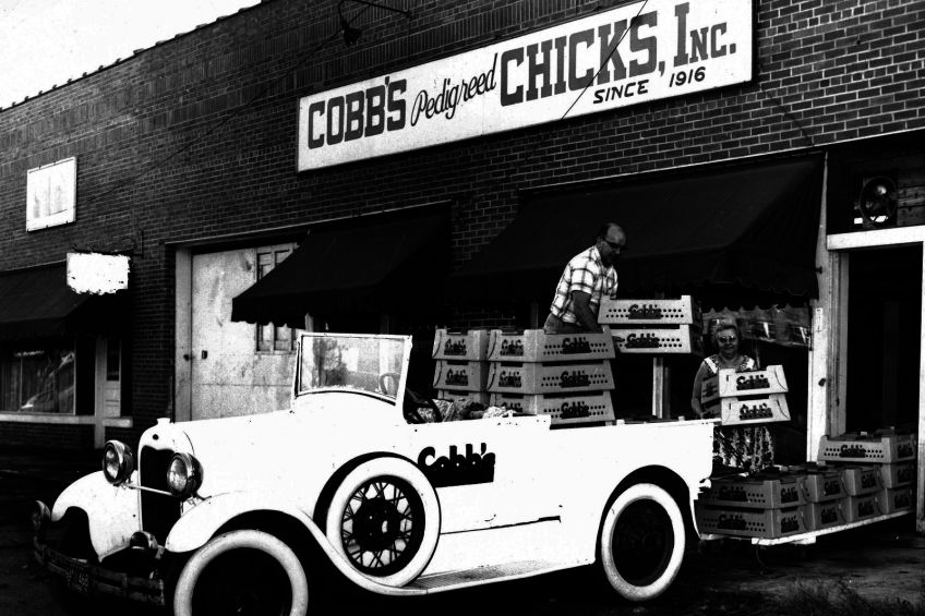 Chick delivery US style in the 1940s   Chester Bell, manager of the Cobb hatchery at Jasper, Alabama, pictured with his wife Louise loading chicks into this Model A Ford truck. Photos: Cobb