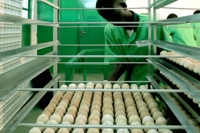 Gambia opens first state-of-the-art poultry integration