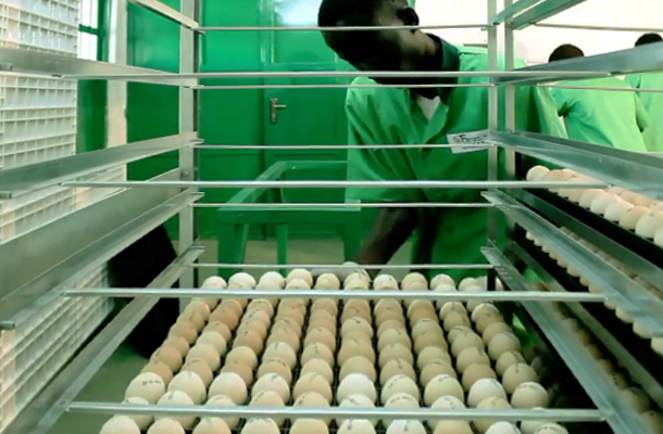 Gambia opens first state-of-the-art poultry integration