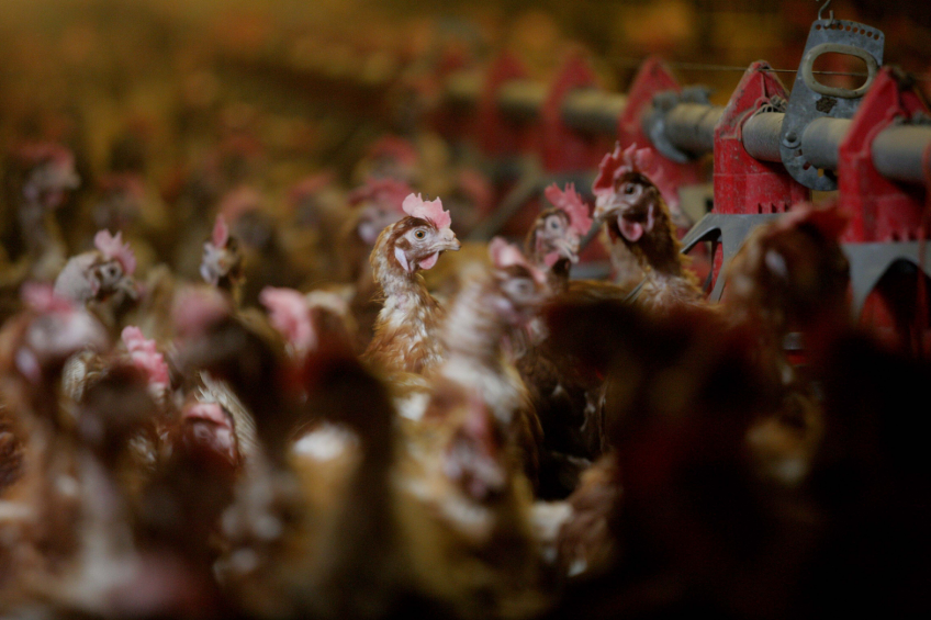 Mexico arms itself against avian influenza