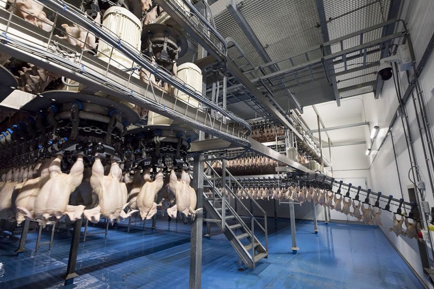 Broiler production and processing in Russia saw no negative effect of Covid-19 and aims for record production and exports in 2020. Photo: Koos Groenewold