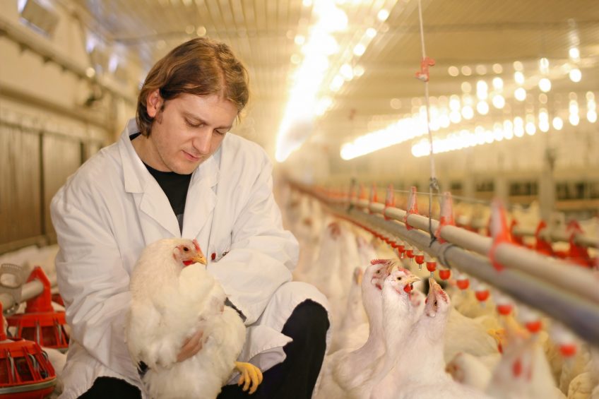 Staff and visitors letting down biosecurity on EU broiler farms. Photo: Dreamstime