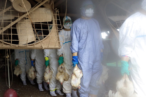 Mass culling begins in Japanese bird flu outbreak