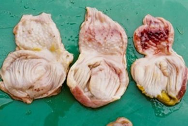 Common clinical signs of lesions associated with both ND and IB in broilers. Photo: University of Liverpool