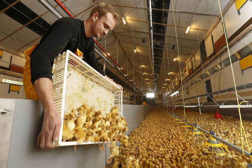 The first three days after arrival on the farm are crucial in duck production. Photo: Hans Prinsen