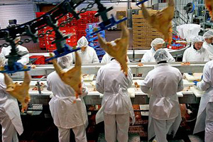 US poultry industry concerned about injury regulations