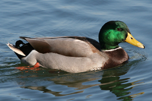 Dutch scientists sequence wild duck genome