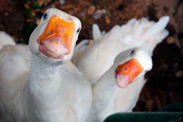 Artificial insemination in white geese lowers fertility