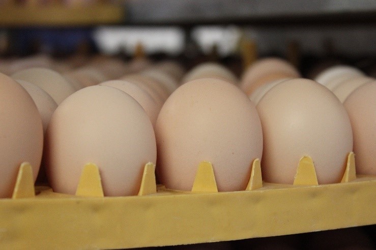 Successful antibiotic-free poultry production. Photo: Cobb