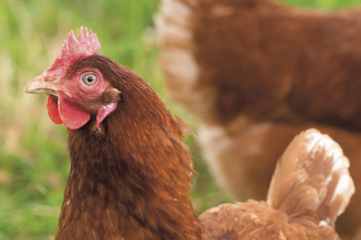 Trial reveals benefits of sprouted seeds in laying hen diets. Photo: Tim Scrivener