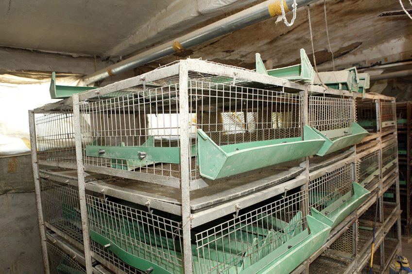 Traditional cages are banned in the EU, but enriched cages are still legal. Photo: Henk Riswick
