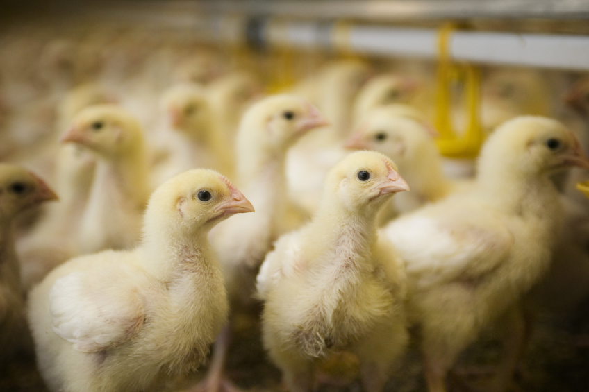 Probiotic strains found in poultry droppings
